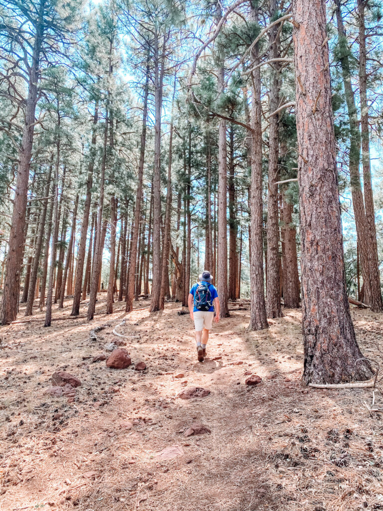 Variety of Scenery on North Wilson Mountain Trail