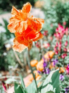 Denver Botanic Garden