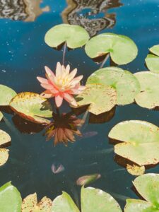 Denver Botanic Garden