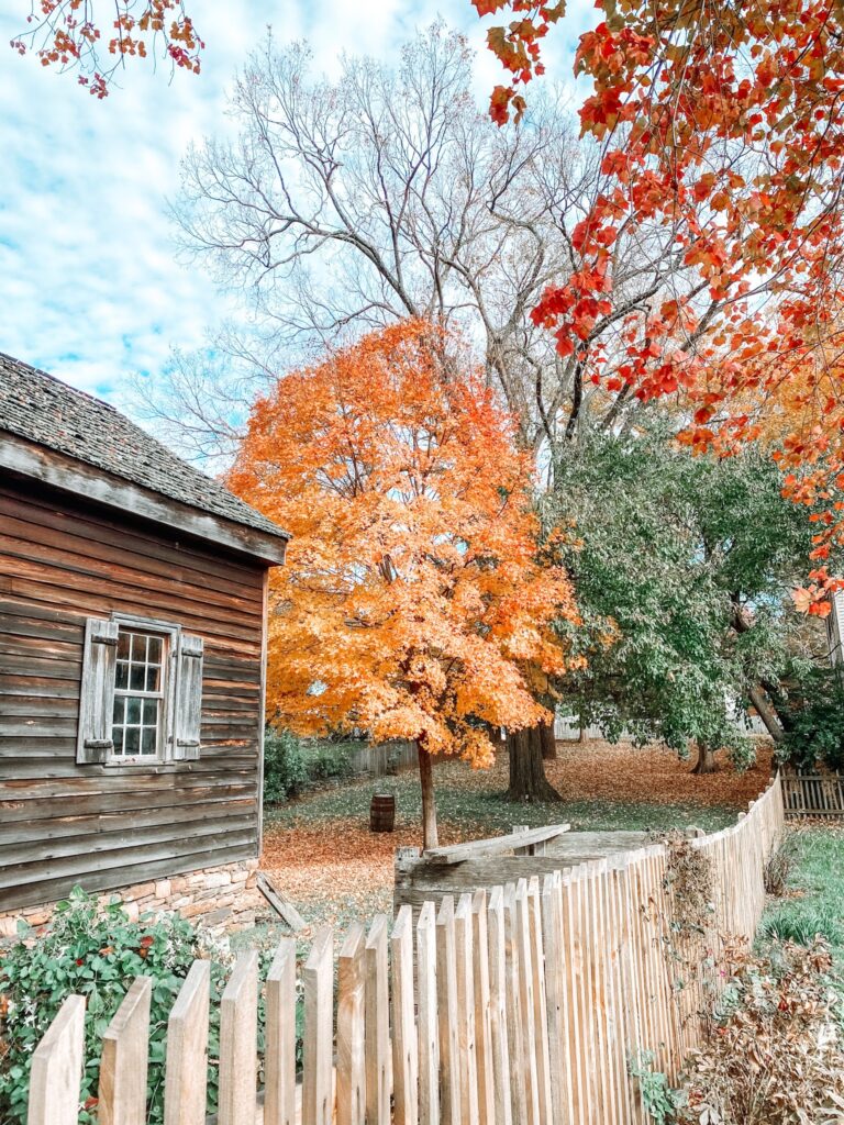 Old Salem Trees in Fall