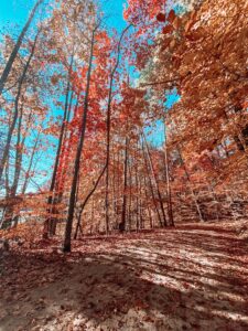 Fall at Salem Lake Trail